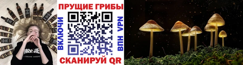 дарк нет телеграм  Карачев  Галлюциногенные грибы Magic Shrooms 